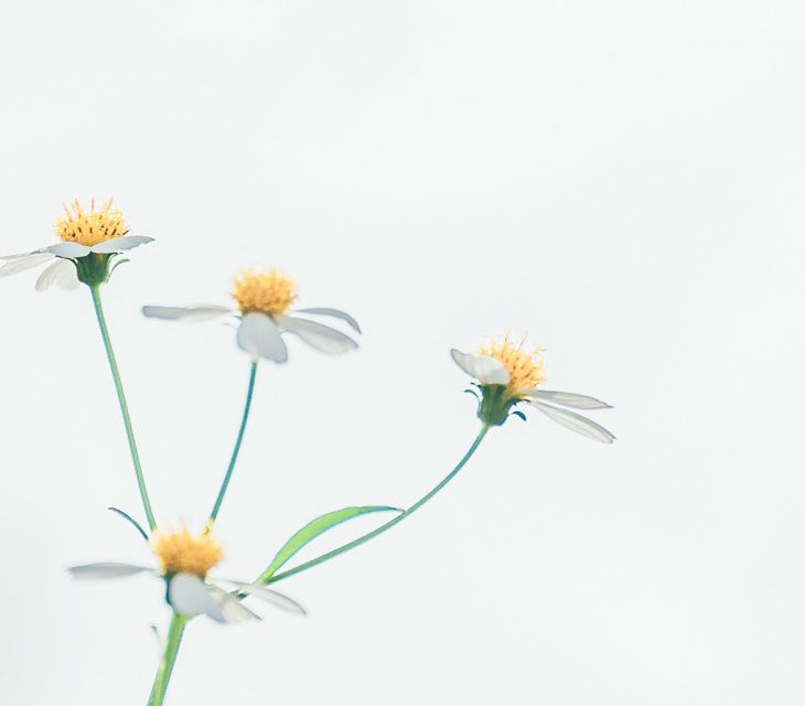 White daisies against a pale sky
